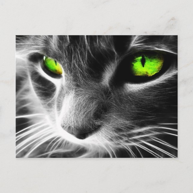 Postal Ojos verdes de gatos grises (Anverso)