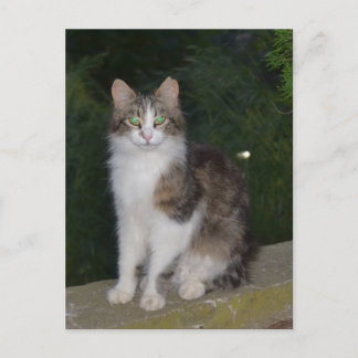 Postal Ojos verdes del gato con la luciérnaga