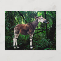 Okapi