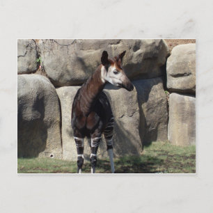 Postal okapi