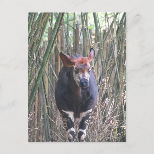 Postal Okapi (Anverso)