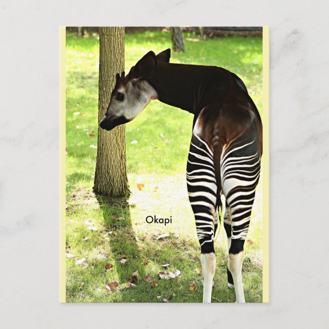 Postal Okapi, Angola, África (Anverso)