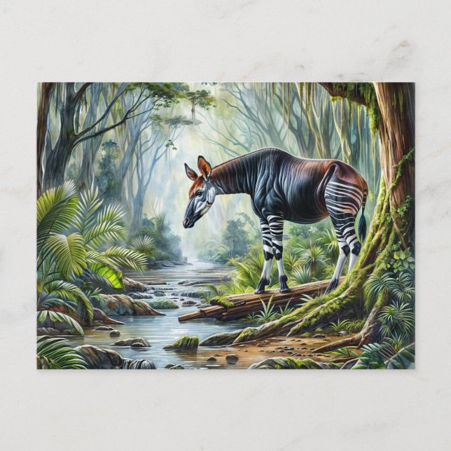 Postal Okapi En La Postcarta De La Selva Lluviosa (Anverso)