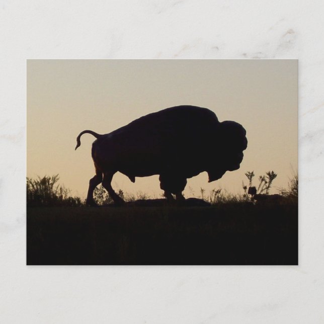 Postal Oklahoma Buffalo (Anverso)