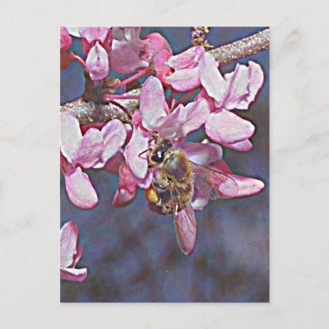 Postal Oklahoma Redbud y Honeybee (Anverso)