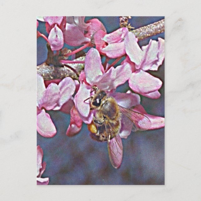 Postal Oklahoma Redbud y Honeybee (Anverso)