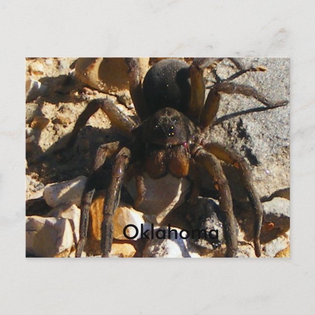 Postal Oklahoma, Spider (Anverso)