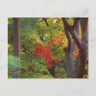 Postal Okochi Sanso, Arashiyama, Kyoto, Japón 5