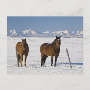 Postal okotoks, alberta, canadá