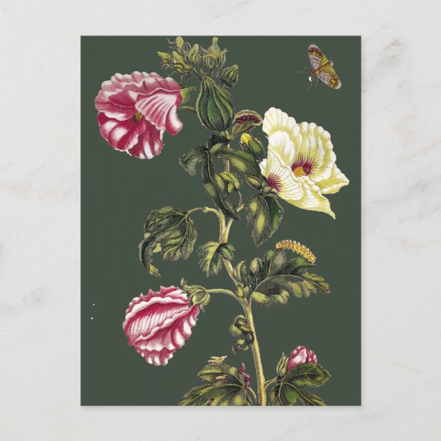 Postal Okra (Anverso)