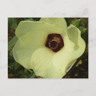 Postal Okra Bloom