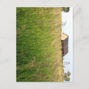 Postal Olas de heno de Kathleen Taylor
