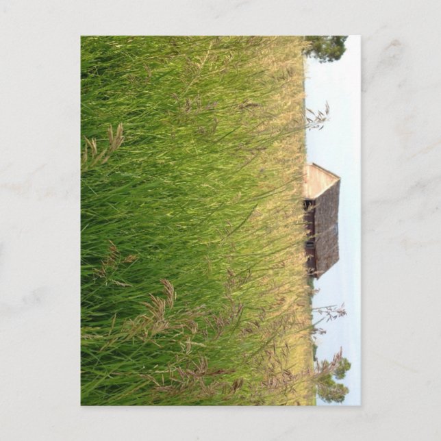 Postal Olas de heno de Kathleen Taylor (Anverso)