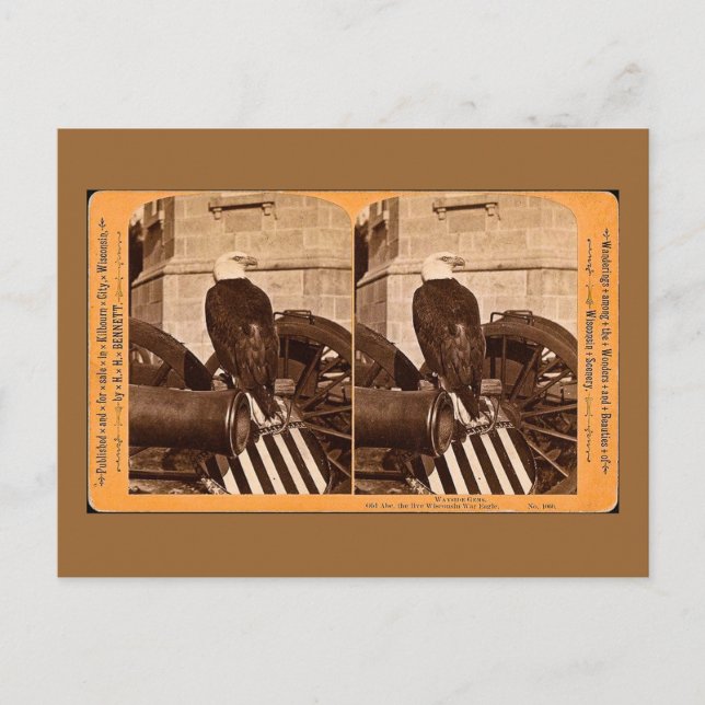 Postal Old Abe, El Águila De La Guerra De Wisconsin- Ster (Anverso)