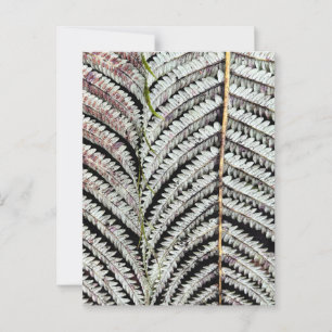 Postal Old Tree Fern Frond
