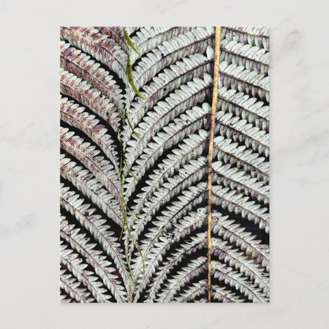 Postal Old Tree Fern Frond (Anverso)