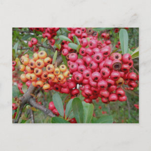Postal Oleander Berries December OBX Postcard