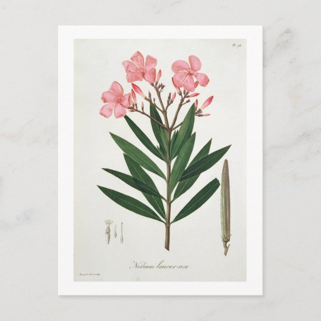 Postal Oleander de 'Phytographie Medicale' por Joseph Ro (Anverso)