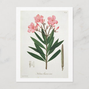 Postal Oleander de 'Phytographie Medicale' por Joseph Ro