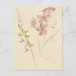 Postal Oleander en Brem por Elias van Nijmegen