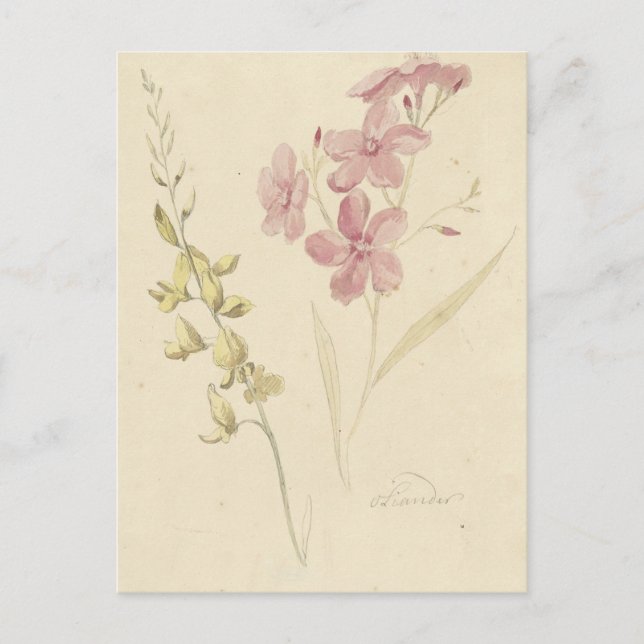 Postal Oleander en Brem por Elias van Nijmegen (Anverso)