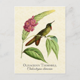 Postal Olivaceous Thornbill Hummingbird Arte de época