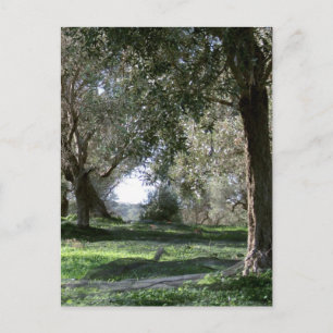 Postal Olive Grove
