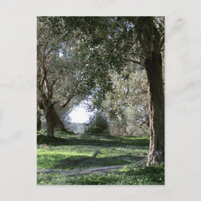 Postal Olive Grove (Anverso)