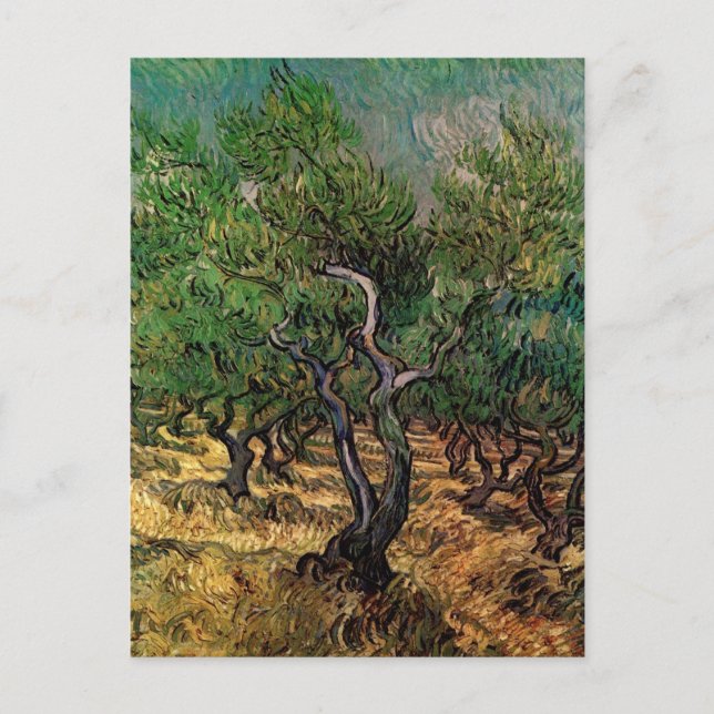 Postal Olive Grove de Vincent van Gogh (Anverso)