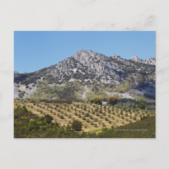 Postal Olive Groves (Anverso)
