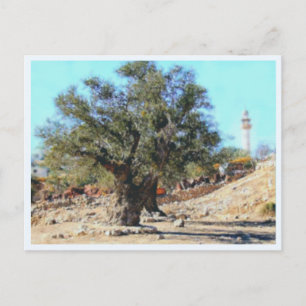 Postal Olive Tree