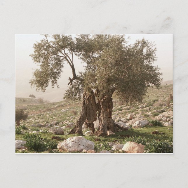 Postal olivo antiguo del norte de jordania (Anverso)