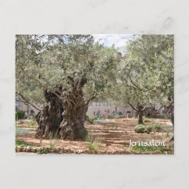 Postal Olivos en Gethsemane, Jerusalén, Israel