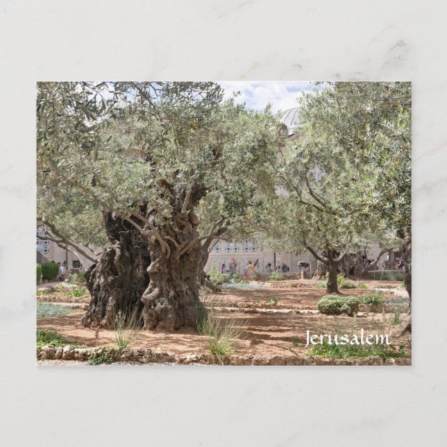 Postal Olivos en Gethsemane, Jerusalén, Israel (Anverso)