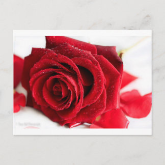 Postal Olor a un Rosa