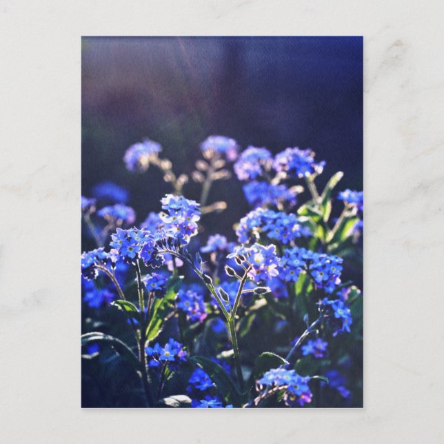 Postal olvídate de las flores fotografiadas por Tutti (Anverso)