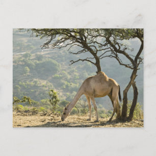 Postal Omán, región de Dhofar, Salalah. Camello
