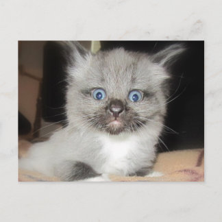POSTAL OMG