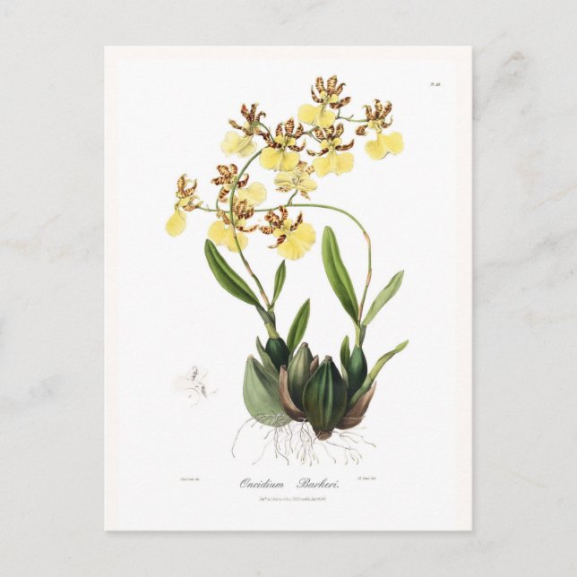 Postal Oncidium Barkeri (Anverso)
