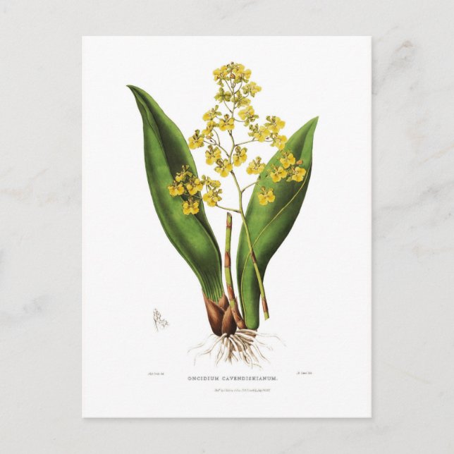 Postal Oncidium cavendishianum (Anverso)
