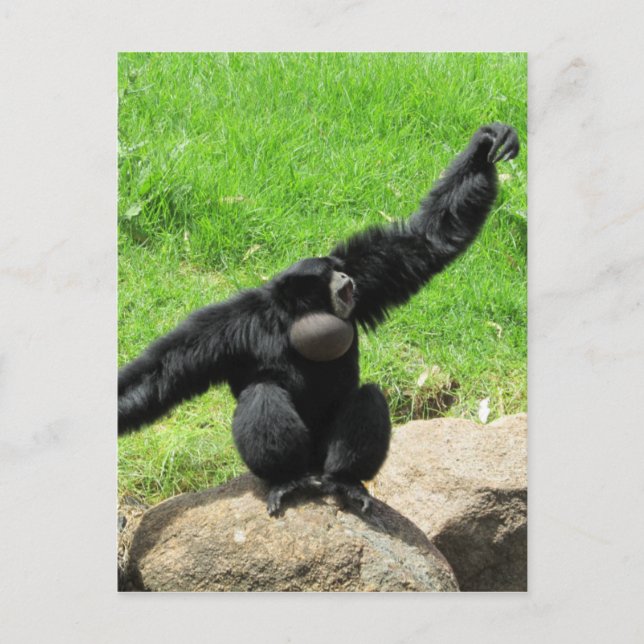 Postal onda de siamang (Anverso)