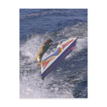 Ondas de salto de Guay Lab