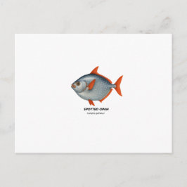 Postal Opah visto - Animales marinos de California