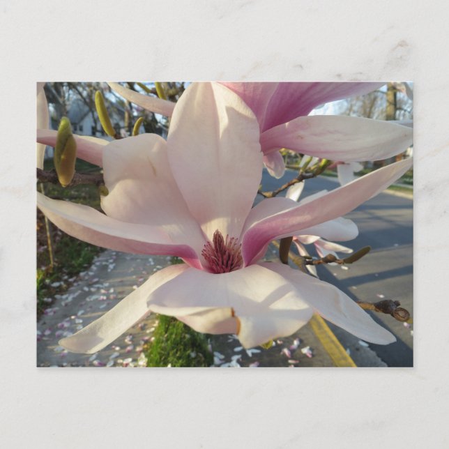 Postal Open Magnolia (Anverso)