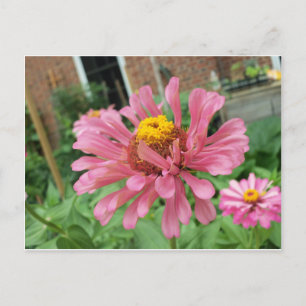 Postal Open Pink Zinnia