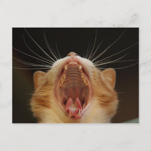 Postal Open Wide Kitty Yawning