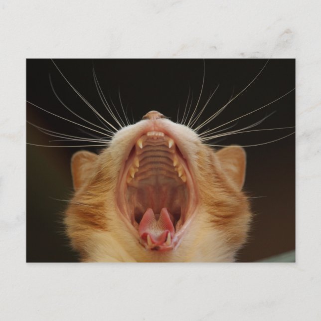 Postal Open Wide Kitty Yawning (Anverso)