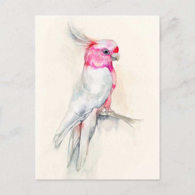 Postal Ópera Cockatoo (Anverso)