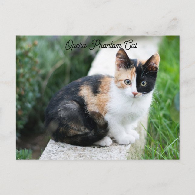 Postal Opera Gato fantasma (Anverso)