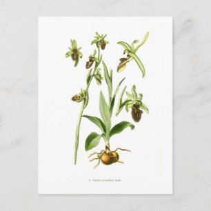 Postal Ophrys araneifera